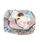 星野家の猫たち2（個別スタンプ：4）