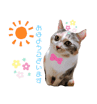 星野家の猫たち2（個別スタンプ：5）