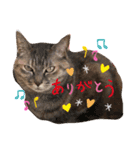 星野家の猫たち2（個別スタンプ：6）