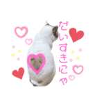 星野家の猫たち2（個別スタンプ：7）