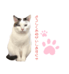 星野家の猫たち2（個別スタンプ：8）