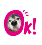 可愛い秋田犬とは（個別スタンプ：2）