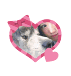可愛い秋田犬とは（個別スタンプ：5）