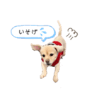 mixマームちゃんU・x・U（個別スタンプ：12）