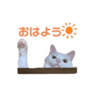 ミカヅキ みーちゃんのスタンプ①（個別スタンプ：8）