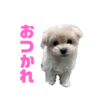 小山家Stamps（個別スタンプ：16）