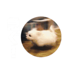 小山家Stamps（個別スタンプ：32）