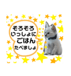 アンジュスタンプ4（個別スタンプ：5）