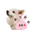 愛犬陸2（個別スタンプ：1）