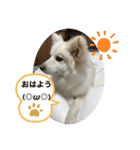 愛犬陸2（個別スタンプ：2）