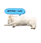 愛犬陸2（個別スタンプ：3）