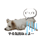 愛犬陸2（個別スタンプ：4）