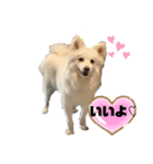 愛犬陸2（個別スタンプ：5）