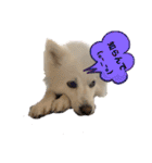 愛犬陸2（個別スタンプ：7）