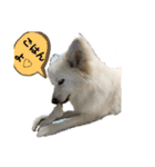 愛犬陸2（個別スタンプ：8）