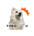 愛犬陸2（個別スタンプ：9）