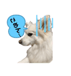 愛犬陸2（個別スタンプ：10）