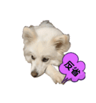 愛犬陸2（個別スタンプ：11）