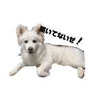 愛犬陸2（個別スタンプ：12）