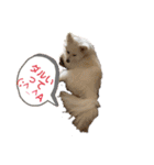 愛犬陸2（個別スタンプ：14）