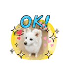 愛犬陸2（個別スタンプ：16）