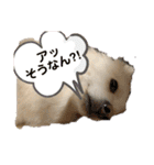 愛犬陸2（個別スタンプ：18）