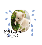 愛犬陸2（個別スタンプ：20）