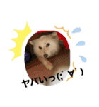 愛犬陸2（個別スタンプ：22）