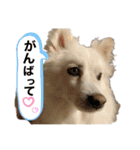 愛犬陸2（個別スタンプ：23）