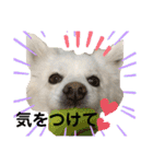 愛犬陸2（個別スタンプ：24）