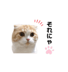 nyan__zoo（個別スタンプ：2）