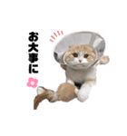 nyan__zoo（個別スタンプ：4）