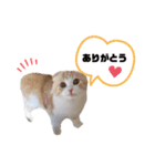 nyan__zoo（個別スタンプ：6）