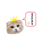 nyan__zoo（個別スタンプ：8）