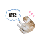 nyan__zoo（個別スタンプ：9）