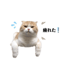nyan__zoo（個別スタンプ：11）