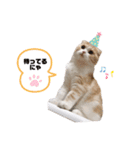 nyan__zoo（個別スタンプ：13）