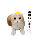 nyan__zoo（個別スタンプ：14）