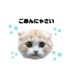 nyan__zoo（個別スタンプ：15）