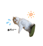nyan__zoo（個別スタンプ：16）