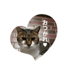 モジズリ家の猫たち♡（個別スタンプ：1）
