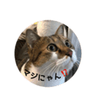 モジズリ家の猫たち♡（個別スタンプ：2）