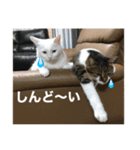モジズリ家の猫たち♡（個別スタンプ：3）