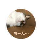 モジズリ家の猫たち♡（個別スタンプ：4）