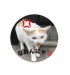 モジズリ家の猫たち♡（個別スタンプ：7）
