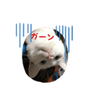 モジズリ家の猫たち♡（個別スタンプ：8）