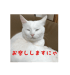 モジズリ家の猫たち♡（個別スタンプ：9）