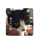 モジズリ家の猫たち♡（個別スタンプ：11）