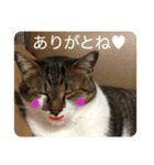 モジズリ家の猫たち♡（個別スタンプ：12）