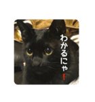 モジズリ家の猫たち♡（個別スタンプ：15）